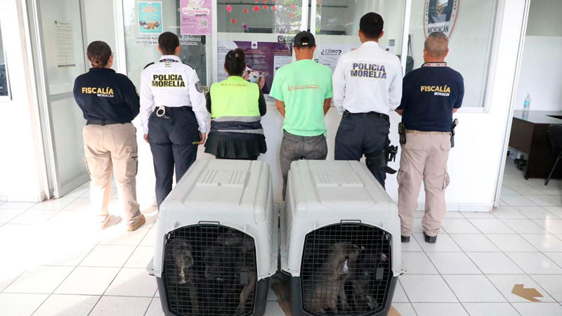 Aprehenden a dos personas por venta ilegal de cachorros en vía pública, en Morelia, Michoacán 