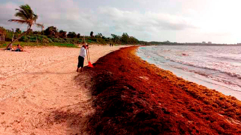 Por sargazo, activan semáforo rojo en playas de Quintana Roo 