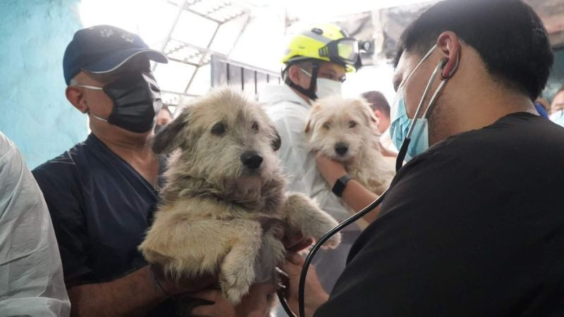 Rescatan a dos menores y 38 animales en condiciones de abandono en un inmueble en la alcaldía de Iztacalco 