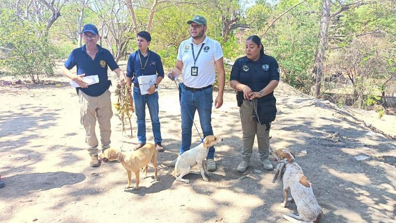Rescatan a tres perritas víctimas de maltrato durante cateo en Huetamo 