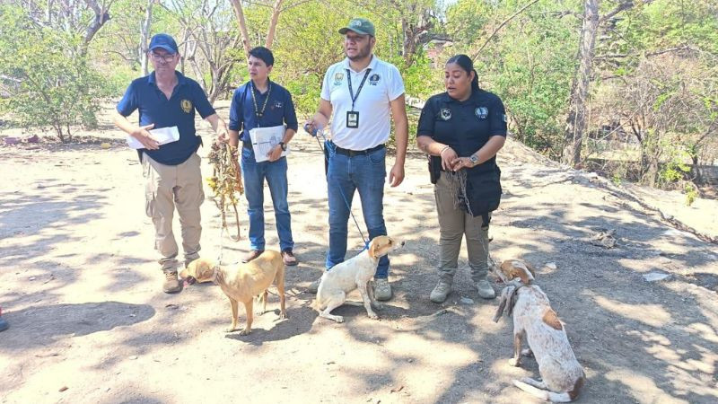 Rescatan a tres perros en presunto caso de maltrato animal en Huetamo 