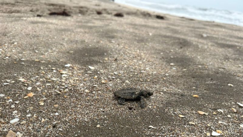 Reportan avance positivo en la anidación de tortugas marinas en playas protegidas de Veracruz 