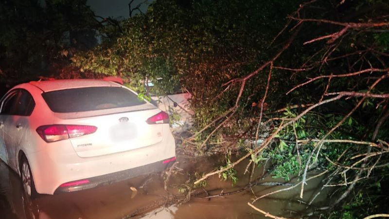 Lluvias provocan deslave y caída de árbol sobre vehículos en Cuajimalpa 