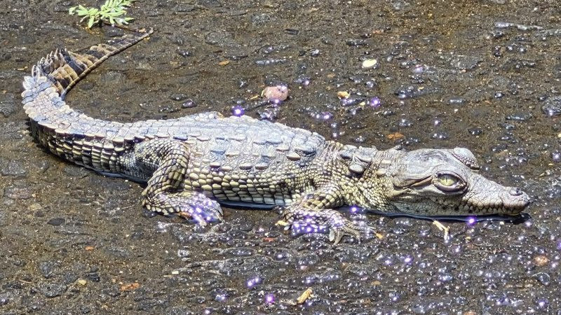 ¡Sorpresa bajo tierra! Rescatan cocodrilo atrapado en una coladera de la CDMX 