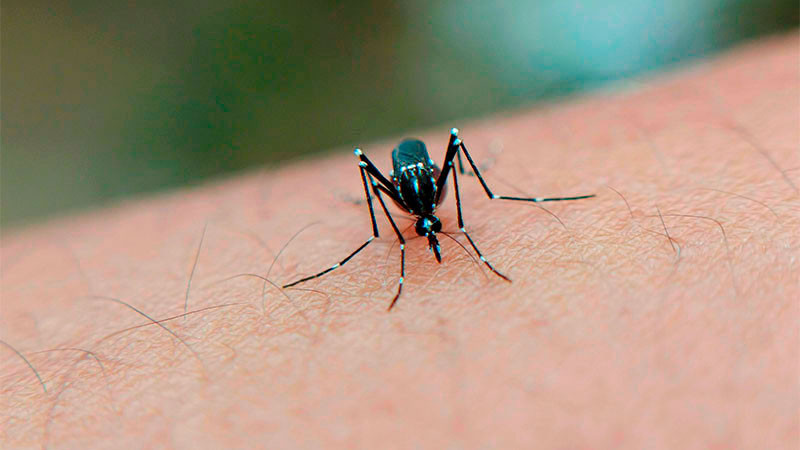 México registra cuatro muertes por dengue en 2026 