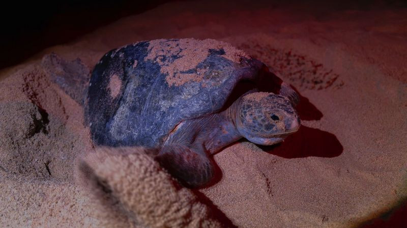 Nacen más de 6.7 millones de tortugas marinas en la Costa michoacana 