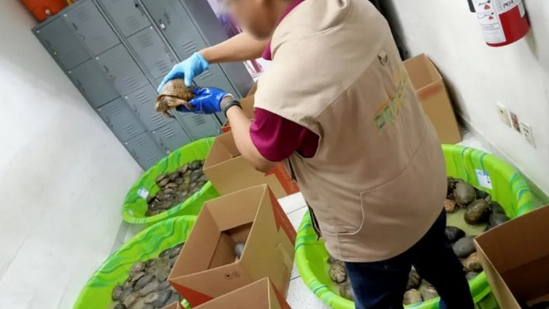 Rescatan 350 tortugas enviadas como “juguetes” en Tamaulipas; 25 ya habían muerto 