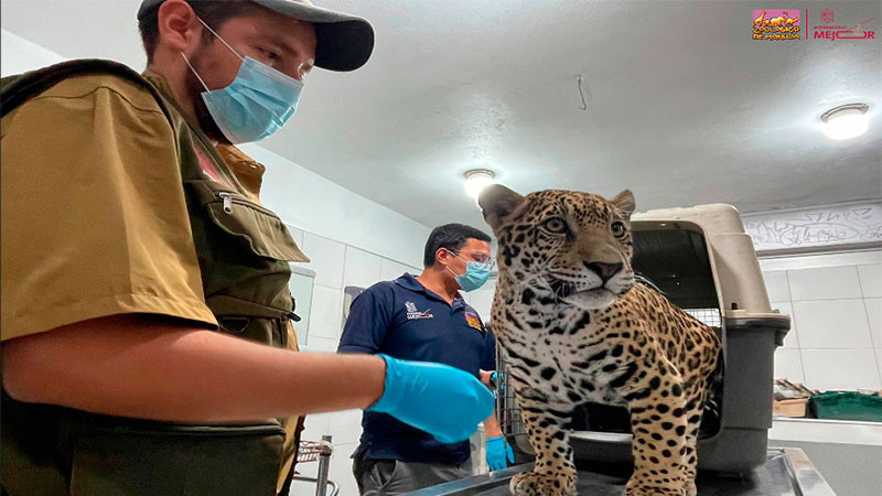 Zoológico de Morelia resguardará a jaguar asegurado por autoridades en Zitácuaro 