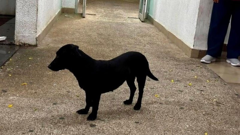 Indignación en Campeche: exhiben a vigilantes de hospital por presunto maltrato animal; Fiscalía ya investiga
