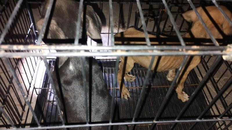 Rescata Fiscalía de Michoacán a siete perros víctimas de maltrato en Apatzingán 