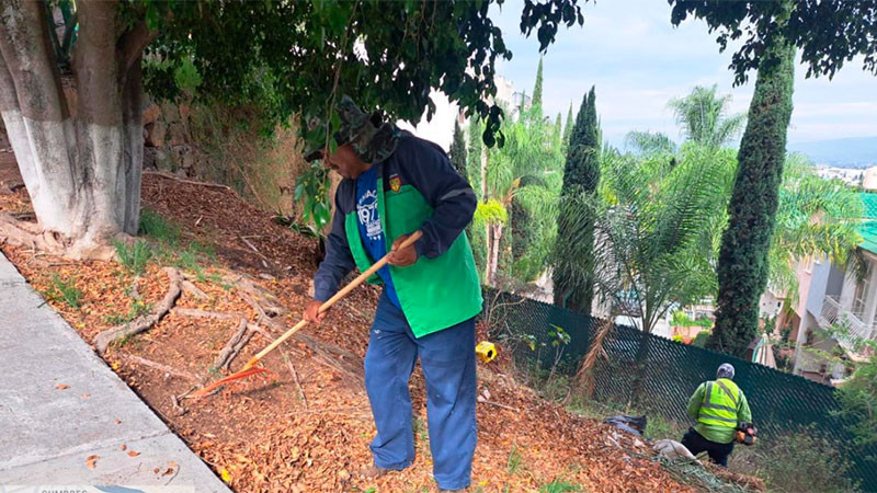 Gobierno de Morelia mantiene poda preventiva ante temporada de lluvias 
