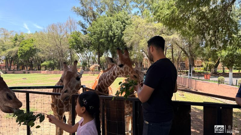 “Contando Manchas”: una experiencia para conocer y alimentar jirafas en el Zoológico de Morelia  