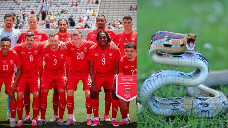 ¡Cuidado con las serpientes! Suiza sorprende con peculiar advertencia a sus jugadores rumbo al Mundial 2026 