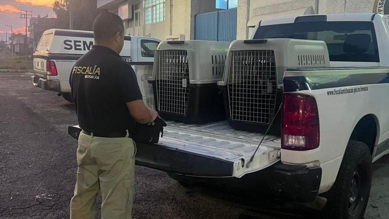 Rescatan a dos perros desnutridos durante cateo en Hidalgo, Michoacán; quedan bajo resguardo de autoridades 