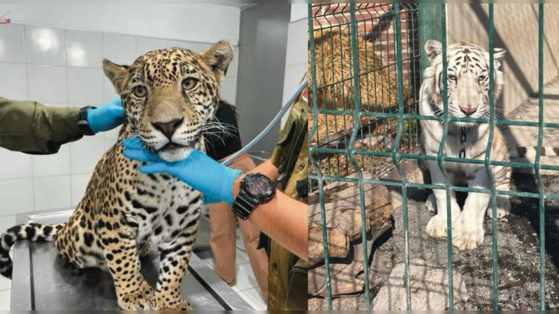 Tigres, jaguares y leones asegurados: los animales exóticos que delatan el rastro del crimen en Michoacán 
