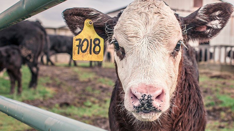 Por gusano barrenador suspenden entrada de animales vivos desde EEUU a México 