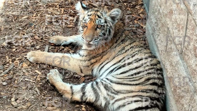 Aseguran tigre de bengala y otras especies protegidas durante cateo en Zapopan, Jalisco 