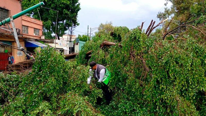 Lluvias dejan 119 árboles, espectaculares y postes caídos en la CDMX y encharcamientos en varias zonas 
