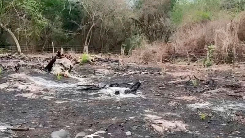 Reportan tala y quema de árboles en zona sagrada wixárica de Nayarit 