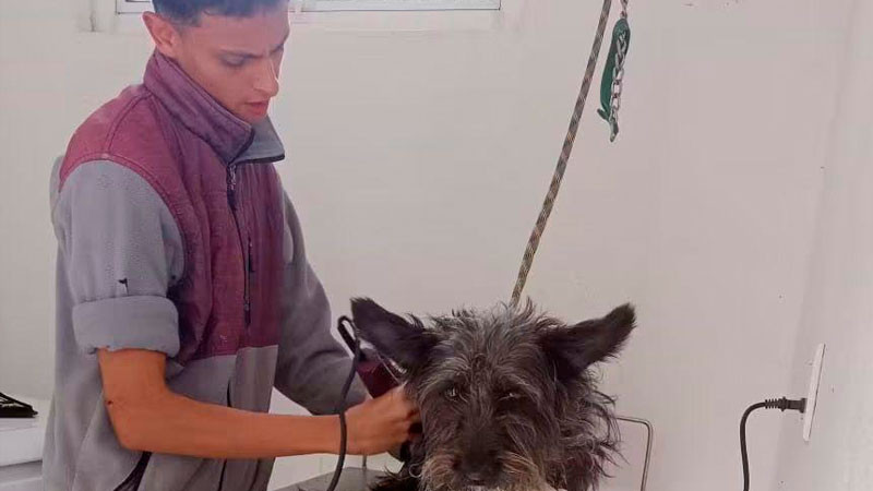 IMPArables por la Vida trabaja por la cultura de protección animal en Villas del Pedregal 