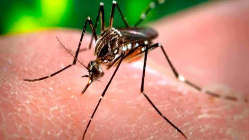 Casos de dengue disminuyen 96.4% en Michoacán durante 2026 