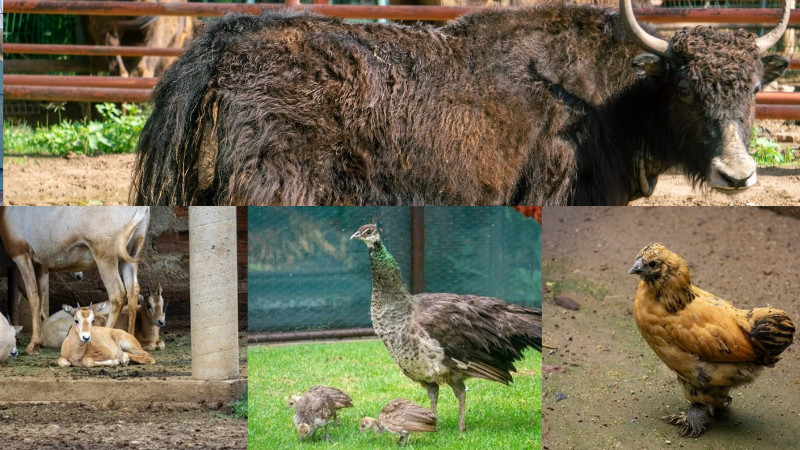 Crece la familia del Zoológico de Morelia: registran exitosa temporada de reproducciones 