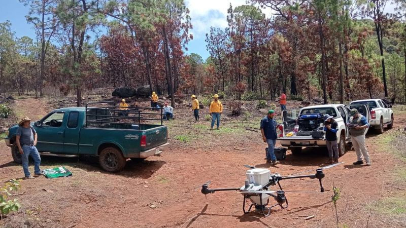 Dispersan 12 mil semillas en Pátzcuaro para restaurar el Estribo Grande 