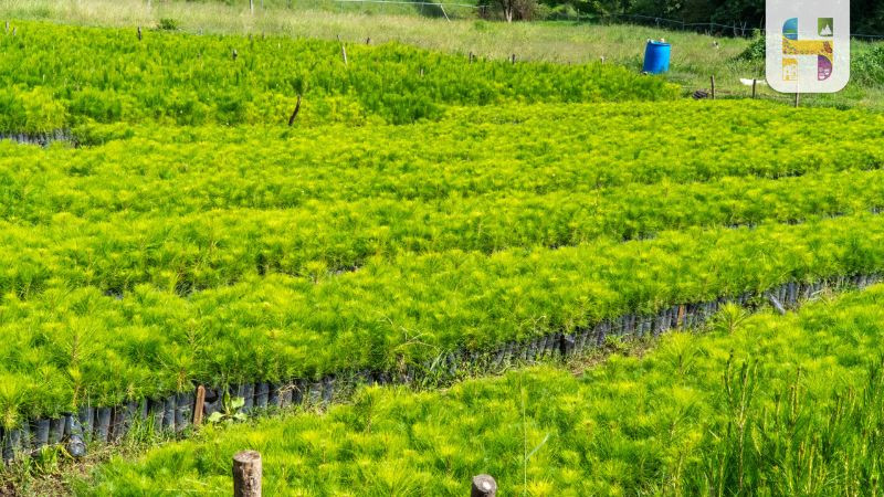 Entregan más de 120 mil plantas para reforestar zonas afectadas por incendios en Hidalgo 