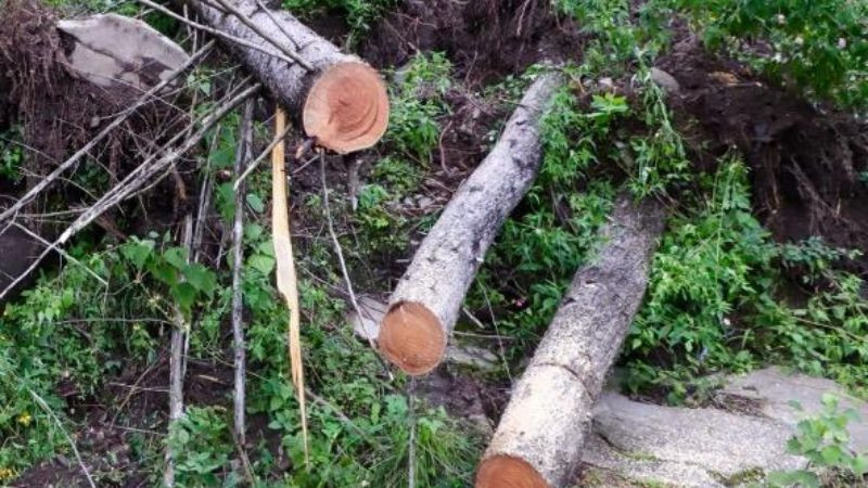 Querétaro: Sancionan a dueño de predio por tala de árboles en Cerro Colorado  