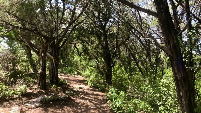 Planea SEDEA plantar medio millón de árboles en Querétaro 