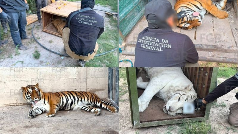 Asegura FGR tigres de bengala, un ocelote y un lince durante cateo en Durango 