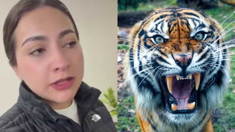 Fuga de tigre moviliza a fuerzas de seguridad y autoridades ambientales en Tepetlaoxtoc 