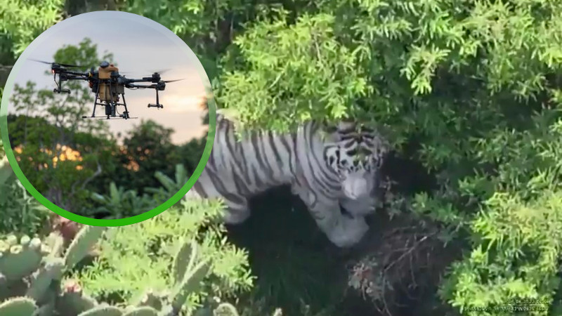 Drones con cámaras térmicas localizan al tigre de Bengala que escapó de un refugio en Edomex 