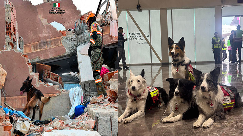 Se encuentran apoyando en las labores de rescate de Venezuela 22 binomios caninos mexicanos  
