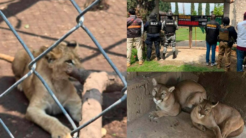Descubren zoológico clandestino en Chalco; rescatan a un tigre, un león y dos pumas 