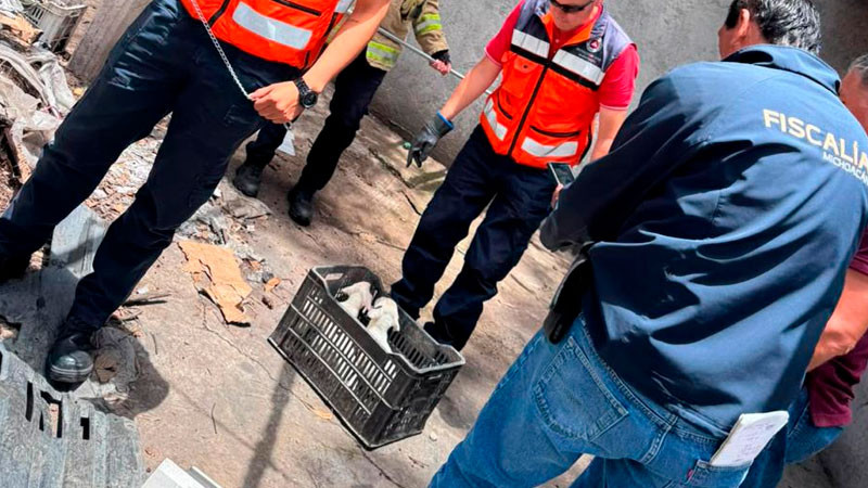 Rescatan a cuatro perritos víctimas de maltrato en Maravatío, Michoacán; presentaban señas de desnutrición 