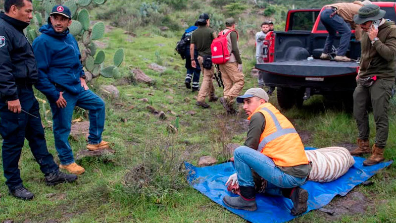 Autoridades confirman muerte del tigre Kenzo, tras ser capturado en Edomex 