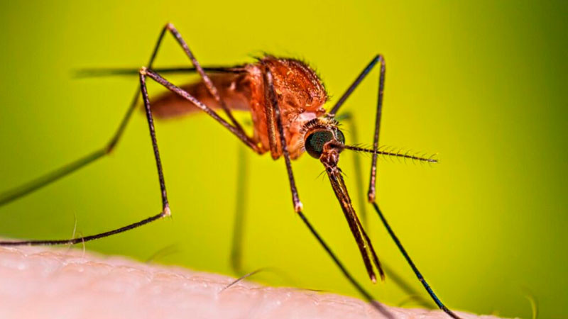 Detectan caso de malaria en Jalisco; paciente entró al país por justa mundialista 