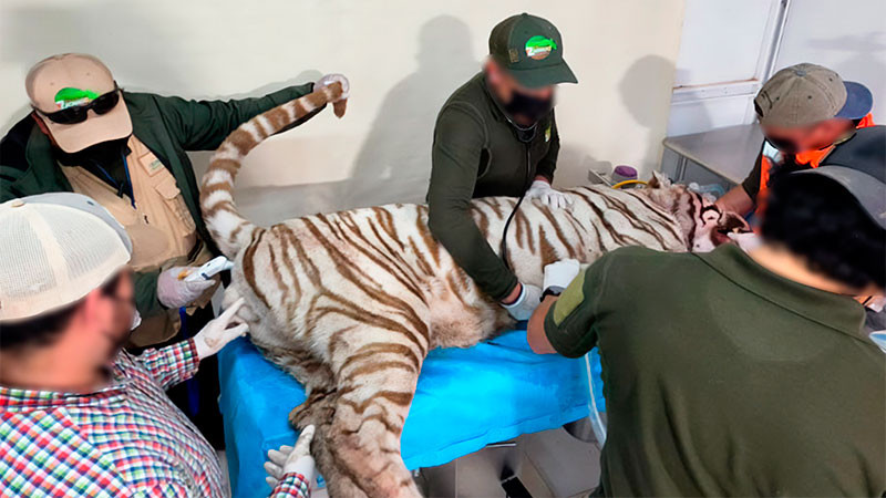 Profepa clausura centro donde escapó el tigre de bengala Kenzo, tras detectar irregularidades en sus instalaciones 