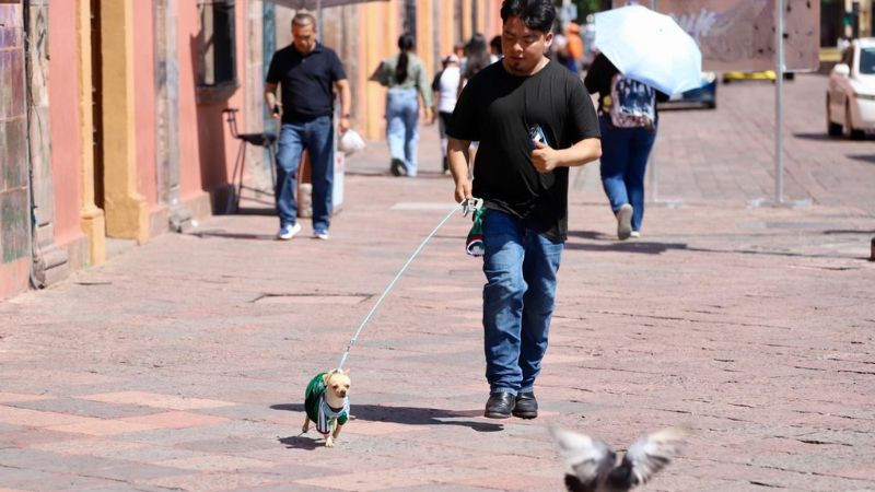 Adopciones de perros aumentan más de 60% en el municipio de Querétaro: Lennyz Meléndez 