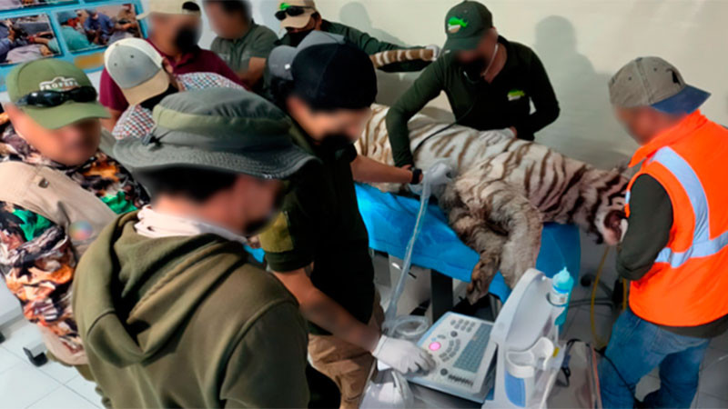 Alcaldesa de Tepetlaoxtoc asegura que Kenzo fue entregado estable tras su captura 