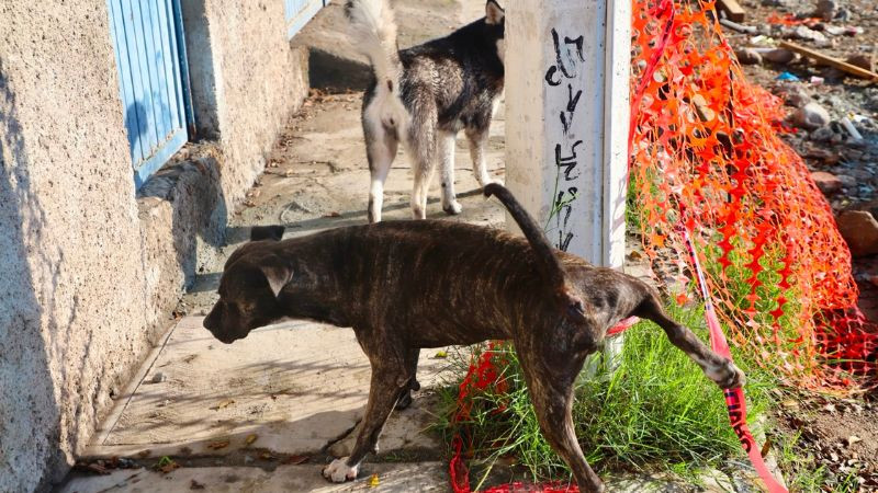 Municipio atiende reportes de jaurías de perros en distintos puntos de Querétaro 