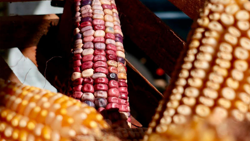 Michoacán liderará el programa piloto nacional para la producción sustentable de maíz 