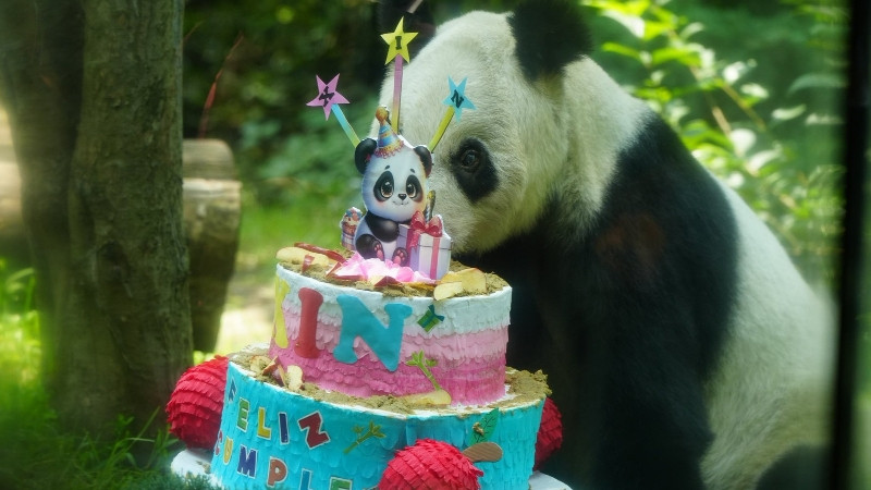 Xin Xin cumple 36 años; es una de las pandas gigantes más longevas del mundo 
