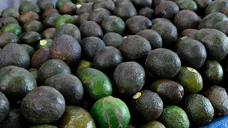 Reconocimiento a la Franja Aguacatera de Michoacán protege más de 150 mil empleos 