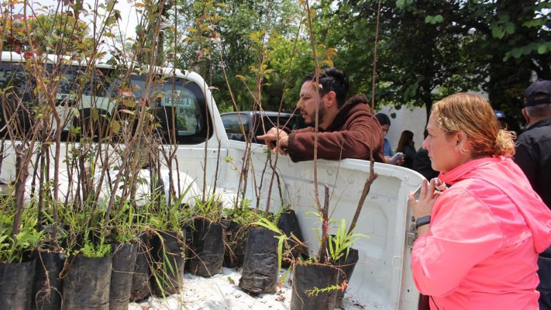 Con donación de árboles, Saderm contribuye a reforestación de Morelia  