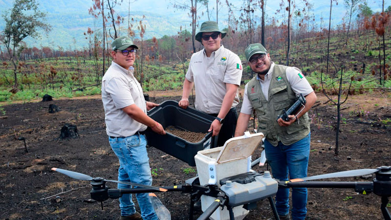 Así es la tecnología de las semillas que reforestan los bosques michoacanos 