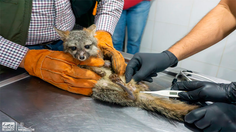 Zoológico de Morelia recibe a zorro gris rescatado por Profepa 