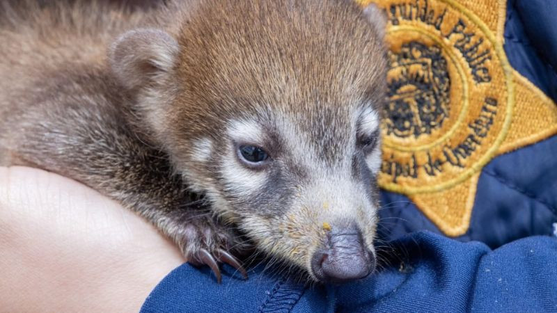 Capturan a sujeto con un cocodrilo y un tejón mexicano en Querétaro