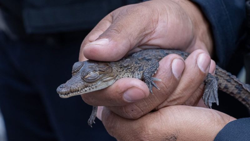 Capturan a sujeto con un cocodrilo y un tejón mexicano en Querétaro